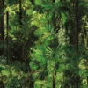 Jungle nature wallpaper for modern luxury office or living room.