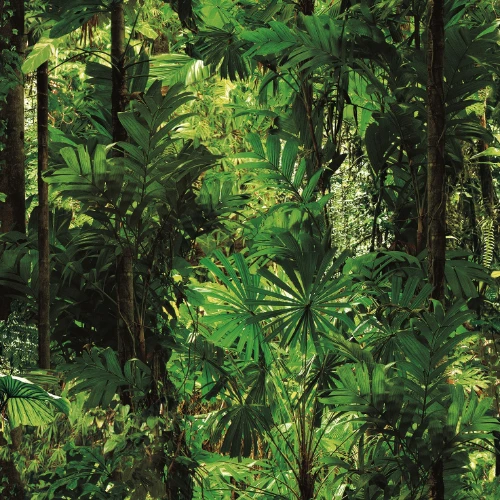 Jungle nature wallpaper for modern luxury office or living room.
